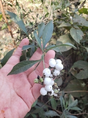 Tournefortia hartwegiana