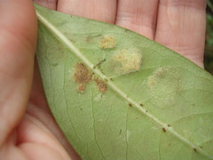 Phyllocoptes coprosmae