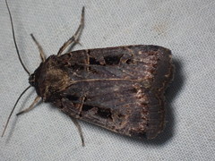 Pseudohermonassa tenuicula