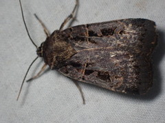 Pseudohermonassa tenuicula