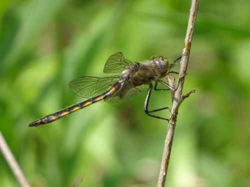Beaverpond Baskettail