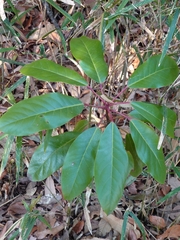 Daphniphyllum macropodum