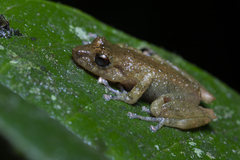 Pristimantis cedros