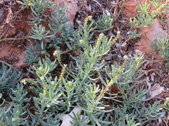 Suaeda australis