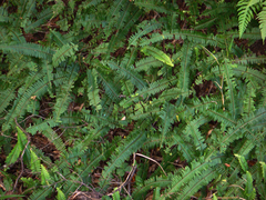 Nephrolepis flexuosa