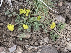 Lomatium austiniae