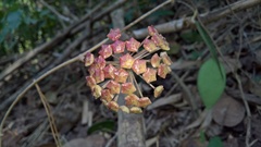 Hoya pachyclada