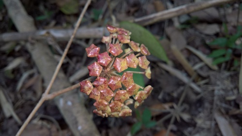 Hoya pachyclada Kerr 2