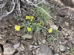 Lomatium austiniae