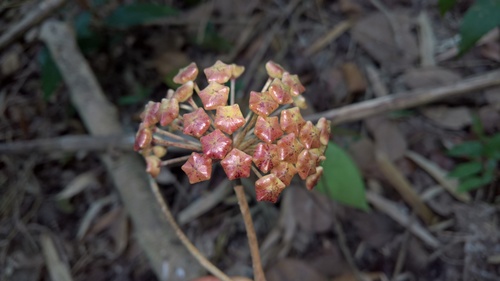 Hoya pachyclada Kerr 3
