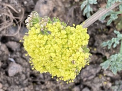 Lomatium austiniae