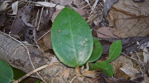Hoya pachyclada Kerr 4