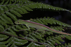 Anolis gemmosus