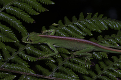 Anolis gemmosus