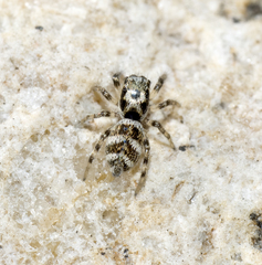Salticus scenicus