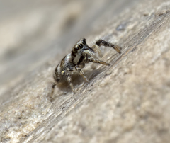 Salticus scenicus