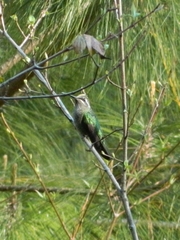 Lampornis clemenciae