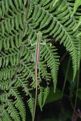 Anolis gemmosus