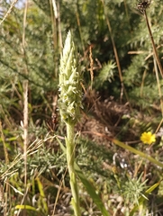 Brachystele unilateralis