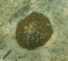 Stichodactyla helianthus
