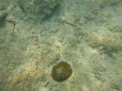 Stichodactyla helianthus