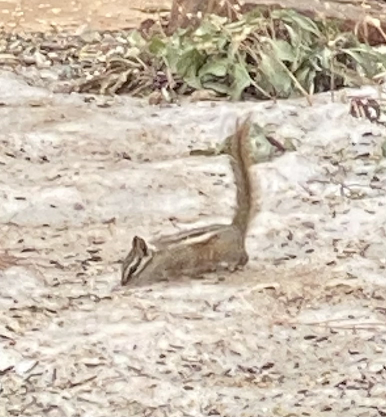 Neotamias quadrivittatus (Say, 1823)