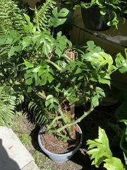 Rhaphidophora tetrasperma