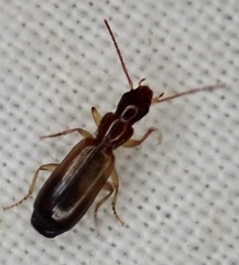 Paradromius linearis