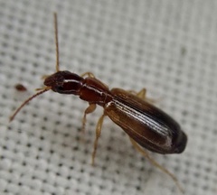 Paradromius linearis