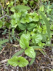Clinopodium douglasii