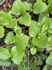 Clinopodium douglasii