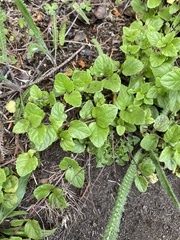 Clinopodium douglasii