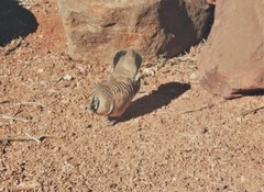 Geophaps plumifera leucogaster