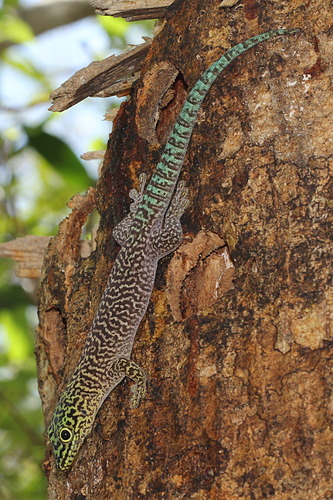 Banded Day Gecko