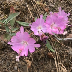 Clarkia breweri