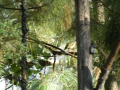 Vireolanius melitophrys