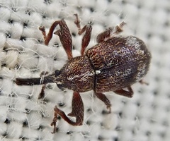 Anthonomus bituberculatus