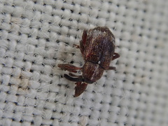 Anthonomus bituberculatus