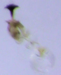 Acrotrichis sericans