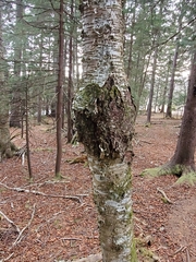 Neonectria ditissima