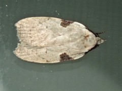 Zonopetala quadripustulella