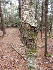 Neonectria ditissima