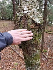 Neonectria ditissima