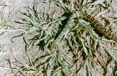 Erythrolamprus poecilogyrus