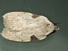 Zonopetala quadripustulella