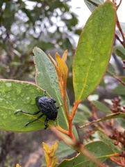 Psapharus ruficornis