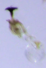 Acrotrichis sericans