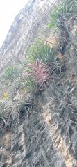 Tillandsia juerg-rutschmannii