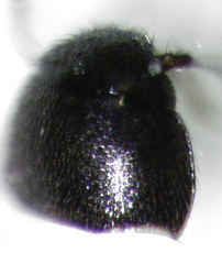 Acrotrichis sericans