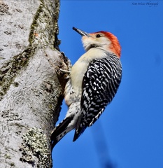 Melanerpes carolinus